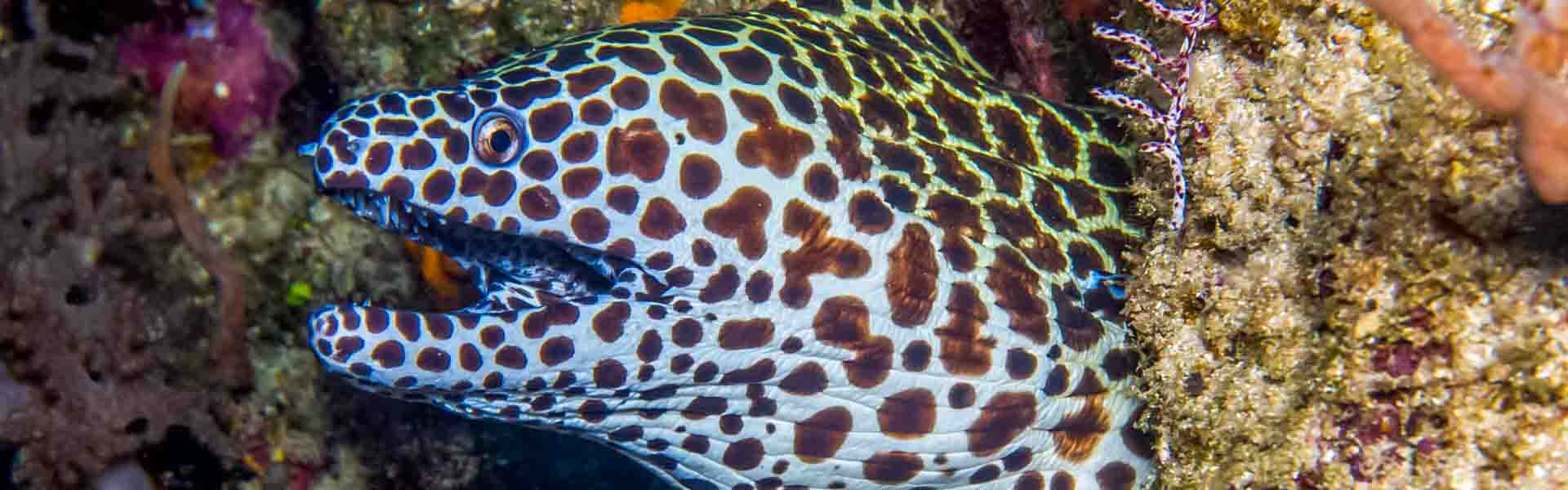 The Honeycomb Moray